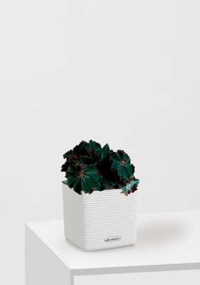 Бегония Рекс Дарк Мамба 12/25 см в CUBE COLOR 14, белый 