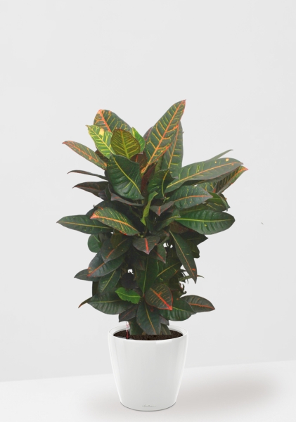 Кротон (Кодиеум) Петра 27/100 см в CLASSICO LS 35