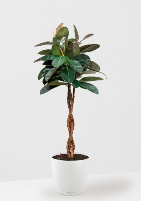 Фикус Эластика Бургунди переплетенный 27/160 см в CLASSICO COLOR 35, белый