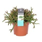 Рипсалис Бурчелли d10.5 см h15 см тип 1