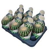 Эхинокактус Грузони Brevispinus мини d10.5 см h12.5 см Эхинокактус Грузони Brevispinus мини d10.5 см h12.5 см