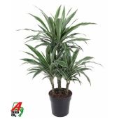 Драцена Варнески карусель d21 см h90 см