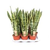 Сансевиерия Лауренти d17 см h70 см