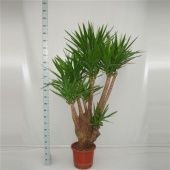 Юкка Branched d40 см 190 см