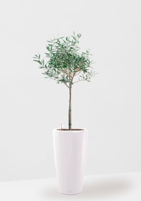 Олива в RONDO 32 Олива в RONDO 32