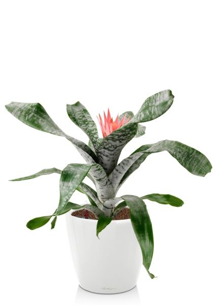 Эхмея 17/50 см в CLASSICO LS 21