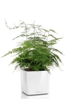 Аспарагус в CUBE GLOSSY 14, белый блестящий