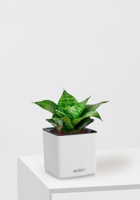 Сансевиерия Ханни 12/25 см в CUBE Color 14 Сансевиерия Ханни 12/25 см в CUBE Color 14