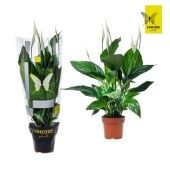 Спатифиллум Свит Рикардо 5+ цветов (concorde) d13 см h60 см