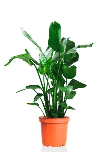 Стрелиция Николай 35/160 см