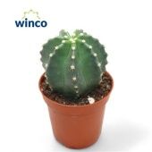 Эхиноцереус Inermis d5.5 см h10 см Эхиноцереус Inermis d5.5 см h10 см