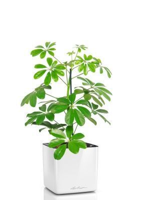 Шеффлера Нора 12/40 см в CUBE GLOSSY 14, белый блестящий