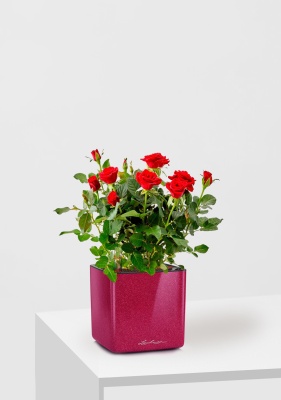 Роза Бо Монд красная 12/25 см в CUBE GLOSSY KISS 14