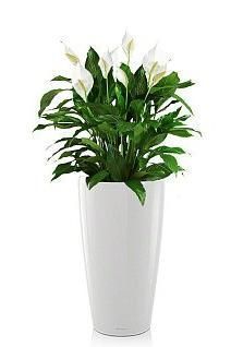 Спатифиллум RONDO 32/110 см, белый блестящий