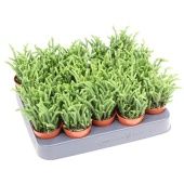 Крассула денежное дерево Lycopodioides d5.5 см h10 см