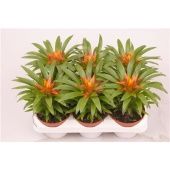 Гузмания Theresa d9 см h15 см