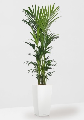 Ховея Кентия 31/220 в CUBICO COLOR 40