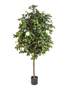 Камелия Вайн кремовая