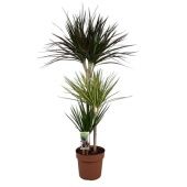 Драцена Карнавал 3 ствола d21 см h110 см