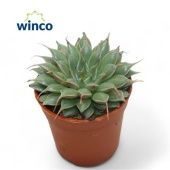 Граптопеталум Feliferum d5.5 см h12.5 см