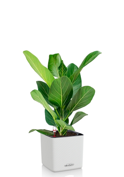 Фикус Бенгальский Одри 14/30 см в CUBE COLOR 16