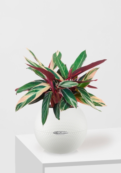 Строманта 12/40 см в PURO 20 Строманта 12/40 см в PURO 20