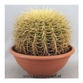 Эхинокактус Грузони d24 см h25 см Эхинокактус Грузони d24 см h25 см