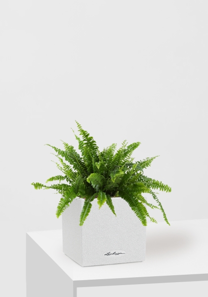 Нефролепис в CANTO STONE 14