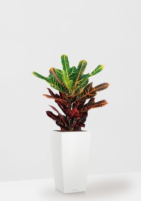 Кротон (Кодиеум) Экселент 17/50 см в CUBICO Color 22 Кротон (Кодиеум) Экселент 17/50 см в CUBICO Color 22