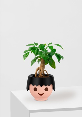 Радермахера бонсай 12/30 см в OJO