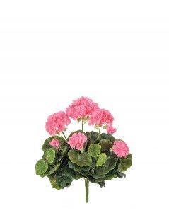 Герань ярко-розовая цветущий куст