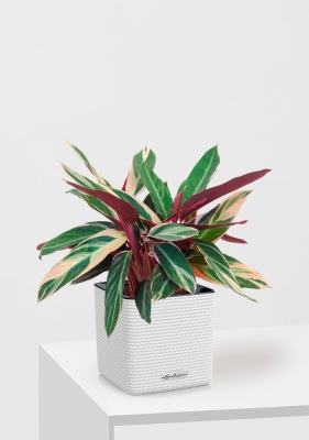 Строманта 12/40 см в CUBE COLOR 14, белый