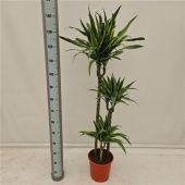 Драцена Лемон Лайм Джамбо 3 ствола d24 см h145 см