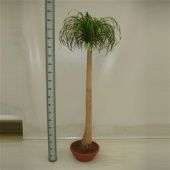 Нолина 1 ствол d40 см h200 см Нолина 1 ствол d40 см h200 см