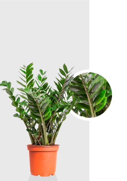 Замиокулькас 27/100 см Замиокулькас 27/100 см