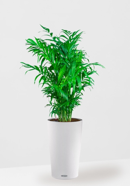 Хамедорея 21/90 см в CILINDRO COLOR 23 Хамедорея 21/90 см в CILINDRO COLOR 23