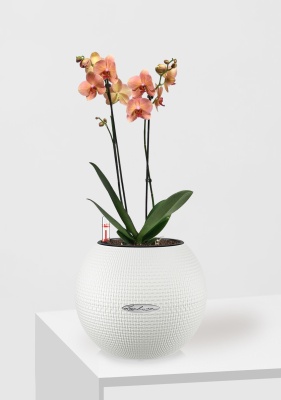 Орхидея Фаленопсис оранжевая 12/60 см Орхидея Фаленопсис оранжевая 12/60 см