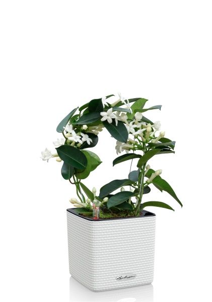 Стефанотис 12/30 см в CUBE COLOR 14