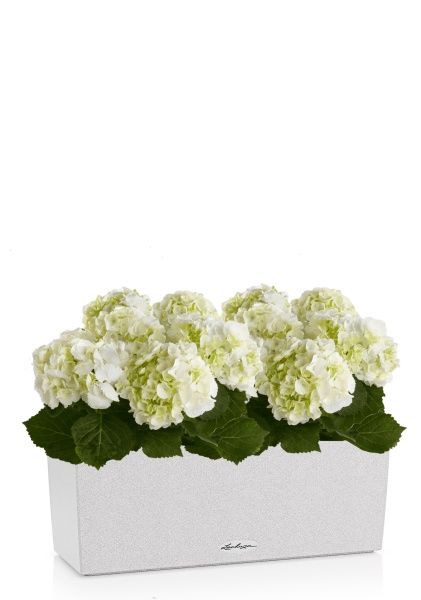 Гортензия Кремовая в BALCONERA Stone 50 Гортензия Кремовая в BALCONERA Stone 50