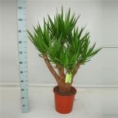 Юкка Branched d27 см 110 см тип 2