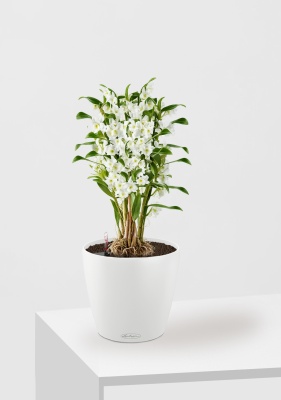 Орхидея Дендробиум CLASSICO 21/55 см, белый Орхидея Дендробиум CLASSICO 21/55 см, белый