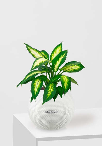 Диффенбахия Камилла 12/40 см в PURO 20 Диффенбахия Камилла 12/40 см в PURO 20