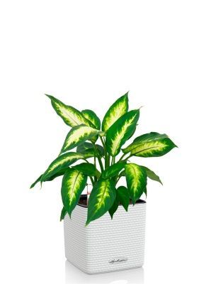 Диффенбахия Камилла 12/40 см в CUBE COLOR 14, белый Диффенбахия Камилла 12/40 см в CUBE COLOR 14, белый