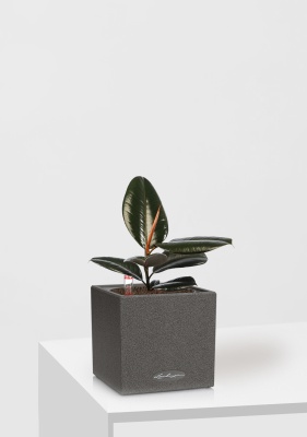 Фикус Эластика Абиджан 12/35 см в CANTO STONE 14