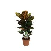 Кротон Кодиеум Петра бранч d17 см h60 см тип 1