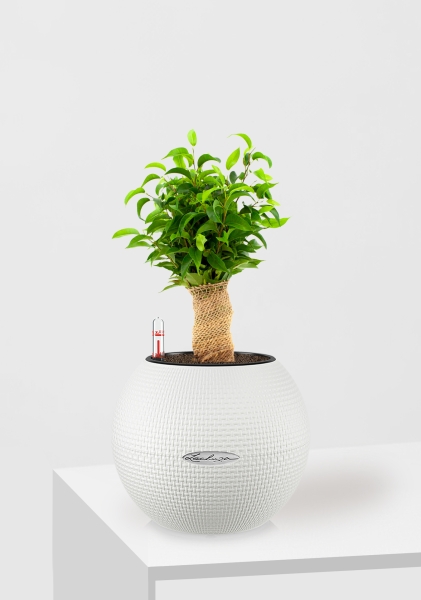 Фикус Бенджамина Наташа в джуте 12/30 см в PURO 20