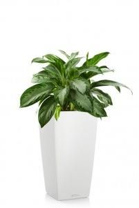 Аглаонема Сильвер Бей CUBICO 30/90 см, Белый