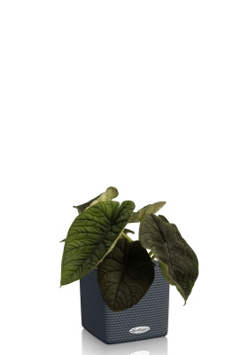 Алоказия Мело 14/20 см в CUBE COLOR 16 Алоказия Мело 14/20 см в CUBE COLOR 16