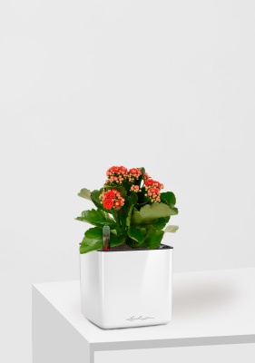 Каланхоэ микс 12/30 см в CUBE GLOSSY 14