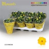 Каланхоэ Calandiva Moments желтый d12 см h24 см Каланхоэ Calandiva Moments желтый d12 см h24 см